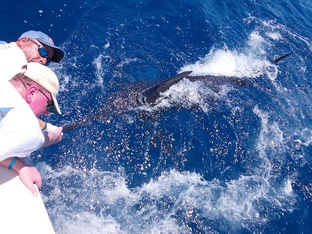 240 kg Blue Marlin - Cavalier & Blue Marlin Sport Fishing Gran Canaria