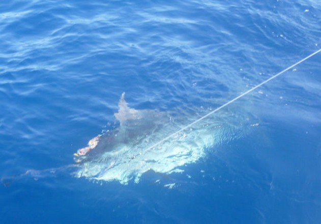 Blue Marlin Cavalier & Blue Marlin Sport Fishing Gran Canaria