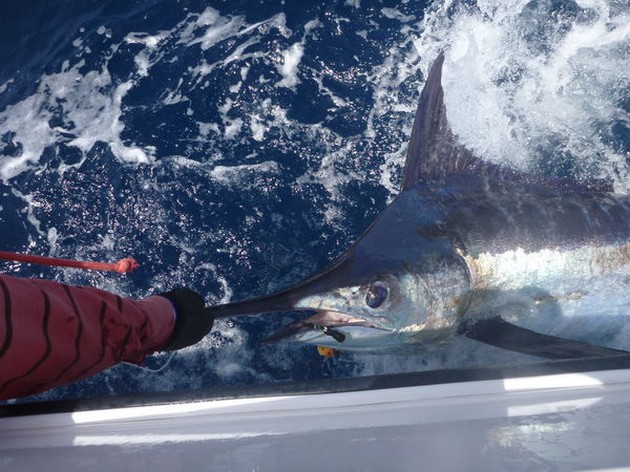 Canaria omgiven - Cavalier & Blue Marlin Sport Fishing Gran Canaria