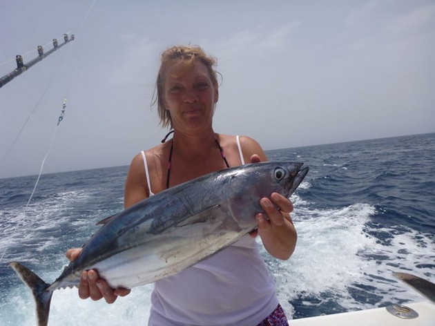 Skipjacks i farten - Cavalier & Blue Marlin Sport Fishing Gran Canaria