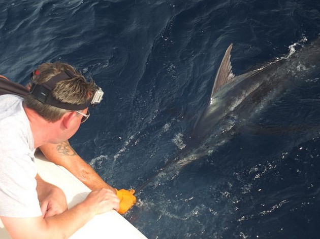 150 kg Blue Marlin - Cavalier & Blue Marlin Sport Fishing Gran Canaria