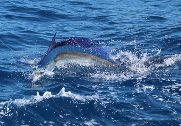 White Marlin - Cavalier & Blue Marlin Sport Fishing Gran Canaria