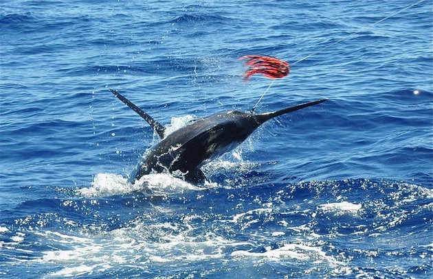 Lyckligt slut - Cavalier & Blue Marlin Sport Fishing Gran Canaria