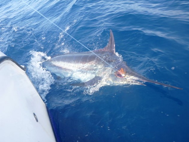 1 blå och 4 vita - Cavalier & Blue Marlin Sport Fishing Gran Canaria