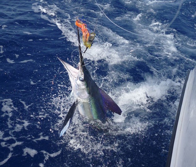 Release Me Cavalier & Blue Marlin Sport Fishing Gran Canaria