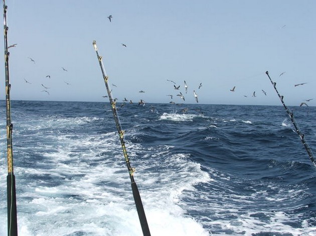 Big Eye Explosion - Cavalier & Blue Marlin Sport Fishing Gran Canaria