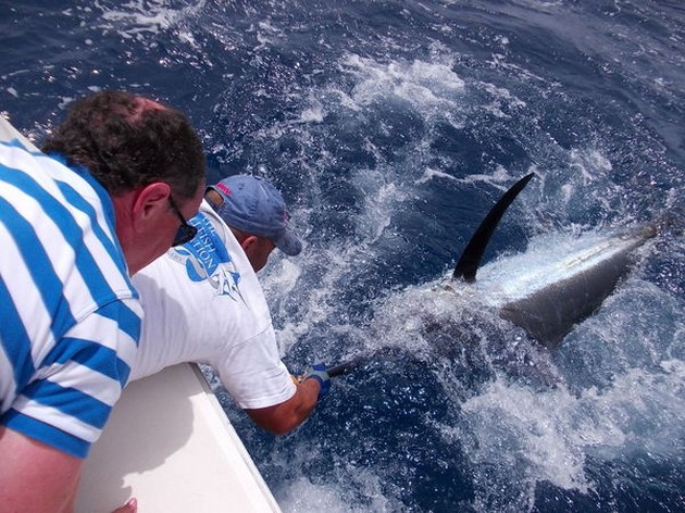 Blå planet - Cavalier & Blue Marlin Sport Fishing Gran Canaria