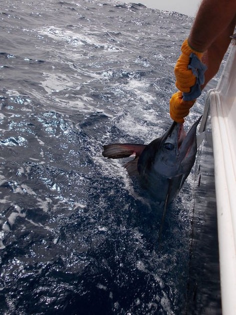 White Marlins - Cavalier & Blue Marlin Sport Fishing Gran Canaria