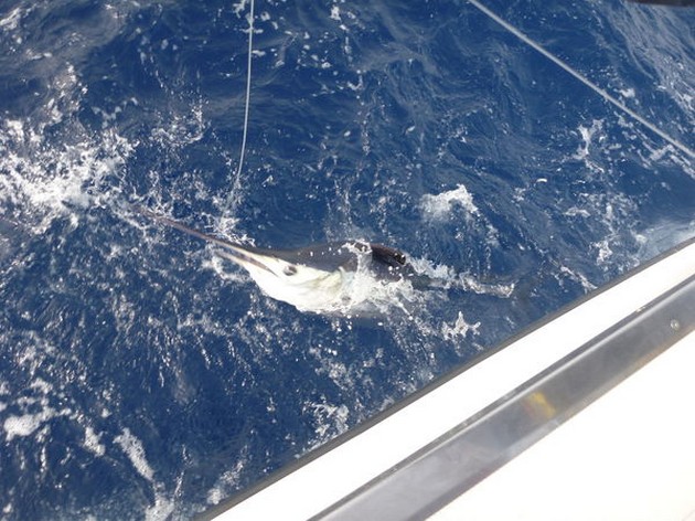 Longbill Spearfish - Cavalier & Blue Marlin Sport Fishing Gran Canaria