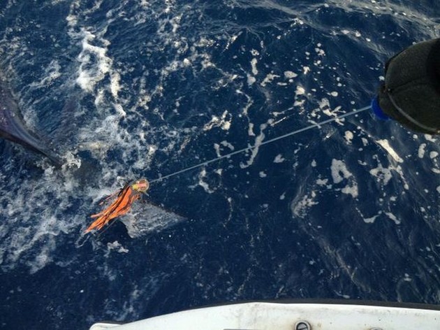 Spearfish - Cavalier & Blue Marlin Sport Fishing Gran Canaria