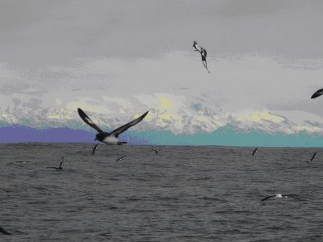 Albacore - Cavalier & Blue Marlin Sport Fishing Gran Canaria