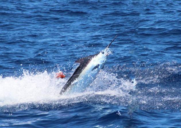 Revfiske - Cavalier & Blue Marlin Sport Fishing Gran Canaria