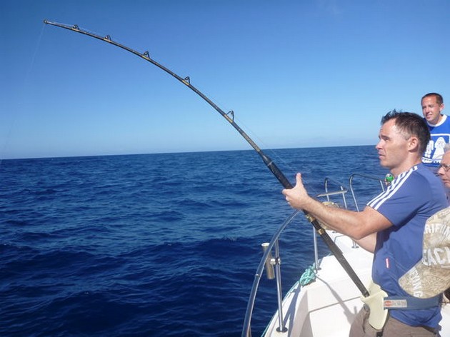 Vanliga stingrays - Cavalier & Blue Marlin Sport Fishing Gran Canaria