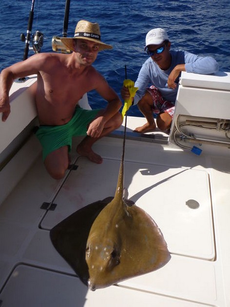 13/11 Common Stingray Cavalier & Blue Marlin Sport Fishing Gran Canaria