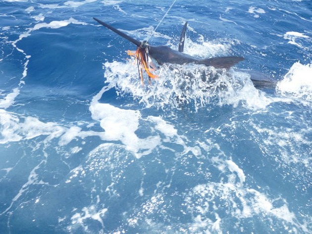 TROLLING Under de senaste dagarna trollade vi redan, - Cavalier & Blue Marlin Sport Fishing Gran Canaria