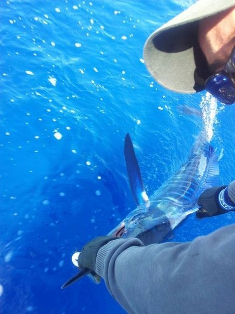 VIT MARLIN I morse fångades av båten CAVALIER, - Cavalier & Blue Marlin Sport Fishing Gran Canaria