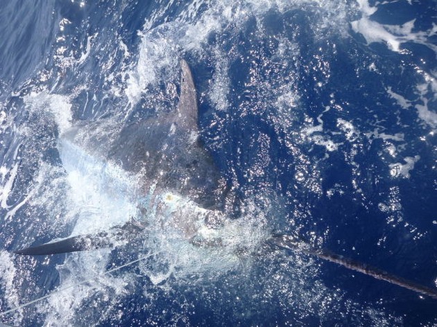 BLÅ MARLIN 270 à 280 KILO Nåväl, ja, vi - Cavalier & Blue Marlin Sport Fishing Gran Canaria