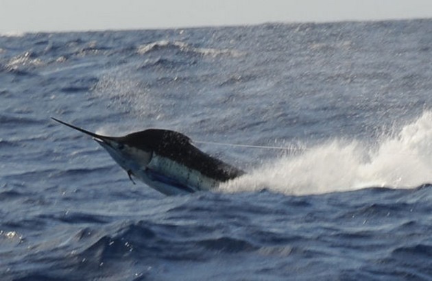 BLUE MARLIN 340 KG BIGEYE TUNA 100 KG Fisherman - Cavalier & Blue Marlin Sport Fishing Gran Canaria