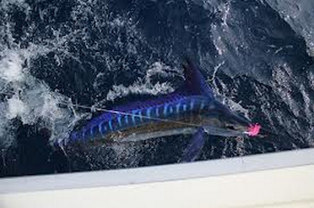 SPEARFISH Ett soligt Atlanten, 27 grader Celsius - Cavalier & Blue Marlin Sport Fishing Gran Canaria