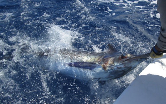 BLUE MARLIN RELEASED Det var idag fiskarens vänner - Cavalier & Blue Marlin Sport Fishing Gran Canaria