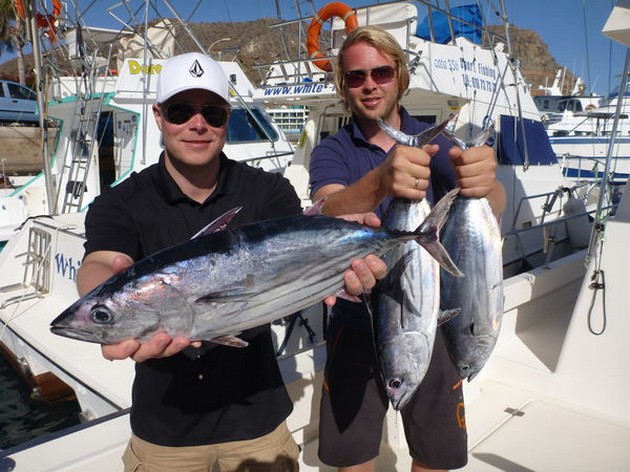 Blue Marlin släppt - Cavalier & Blue Marlin Sport Fishing Gran Canaria