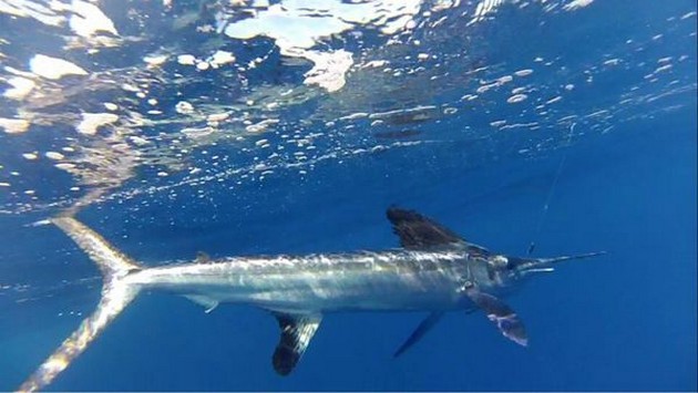 2 spjutfisk höjd - Cavalier & Blue Marlin Sport Fishing Gran Canaria