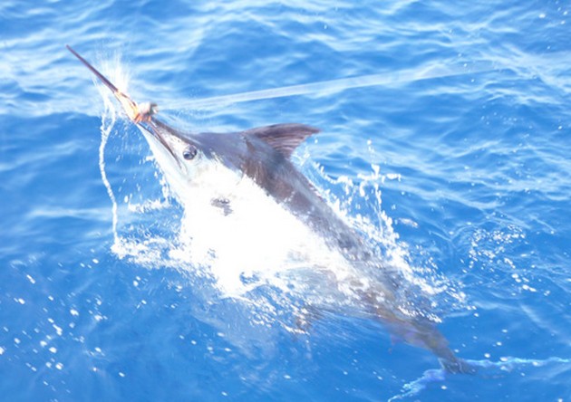 Bluesen är tillbaka - Cavalier & Blue Marlin Sport Fishing Gran Canaria