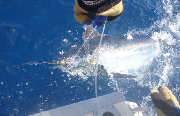 Tag & släpp - Cavalier & Blue Marlin Sport Fishing Gran Canaria