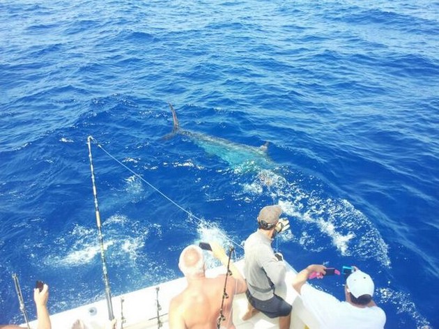 Cavalier släppte i morse ännu en Blue Marlin - Cavalier & Blue Marlin Sport Fishing Gran Canaria