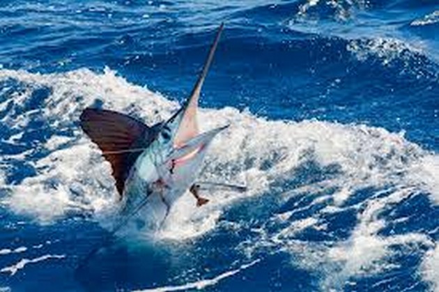 Båten Blue Marlin 3 släppte en White Marlin - Cavalier & Blue Marlin Sport Fishing Gran Canaria