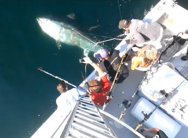 920 lb blåfenad tonfisk fångad utanför Massachusetts - Cavalier & Blue Marlin Sport Fishing Gran Canaria