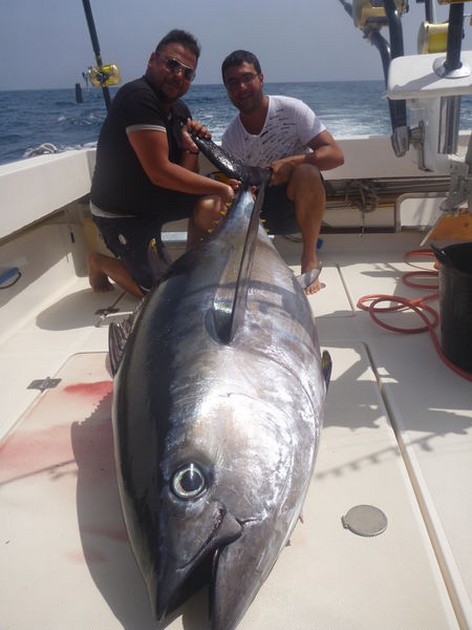 Rekordfisk vägd - 145 kilo - 320 lb - Cavalier & Blue Marlin Sport Fishing Gran Canaria