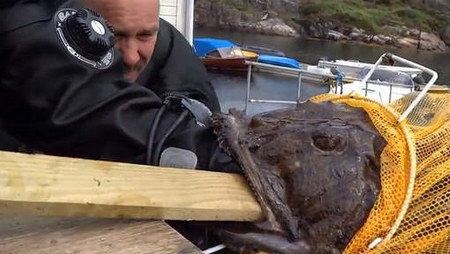 En rysk dykare hade landat en trevlig fångst - Cavalier & Blue Marlin Sport Fishing Gran Canaria