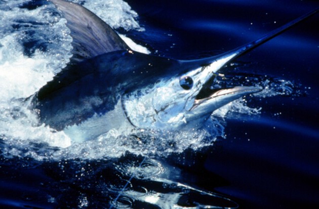 Gran Canaria: Stora blues fångade av de privata båtarna - Cavalier & Blue Marlin Sport Fishing Gran Canaria