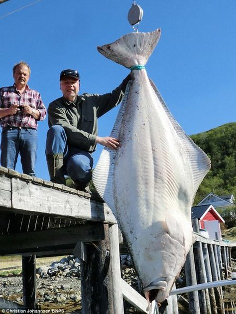 Angler fångar monster 8ft hälleflundra - Cavalier & Blue Marlin Sport Fishing Gran Canaria