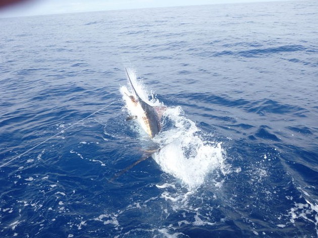 Måttliga fångster av alla båtar - Cavalier & Blue Marlin Sport Fishing Gran Canaria