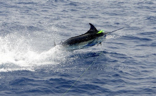 Cavalier släppte en 180 kg Blue Marlin - Cavalier & Blue Marlin Sport Fishing Gran Canaria