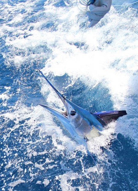 Cavalier släppte en White Marlin - Cavalier & Blue Marlin Sport Fishing Gran Canaria