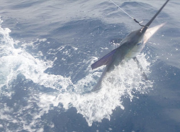 White Marlin taggades och släpptes av Matt Jones från England - Cavalier & Blue Marlin Sport Fishing Gran Canaria