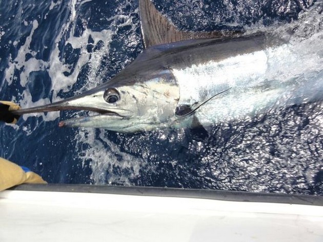 Billfishexplosion på södra Gran Canaria - Cavalier & Blue Marlin Sport Fishing Gran Canaria