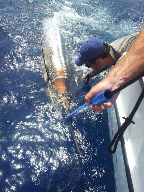 Cavalier släppte 6 Blue och 2 White Marlins på en vecka - Cavalier & Blue Marlin Sport Fishing Gran Canaria