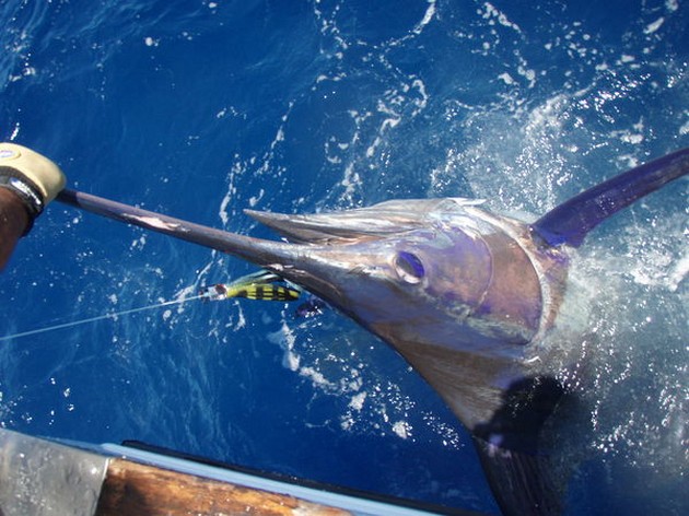 Även idag har deras fångade många marliner - Cavalier & Blue Marlin Sport Fishing Gran Canaria