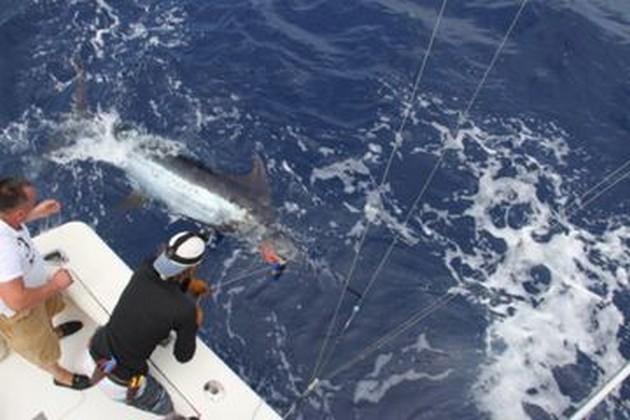 Nytt Wordlrecord - 532 pund Blue Marlin på 16 pund linje - Cavalier & Blue Marlin Sport Fishing Gran Canaria