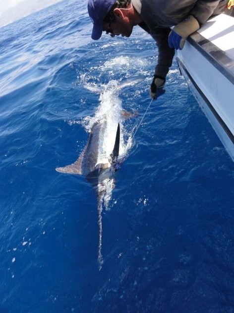 Coen Coense släppte en 300 kg Blue Marlin - Cavalier & Blue Marlin Sport Fishing Gran Canaria