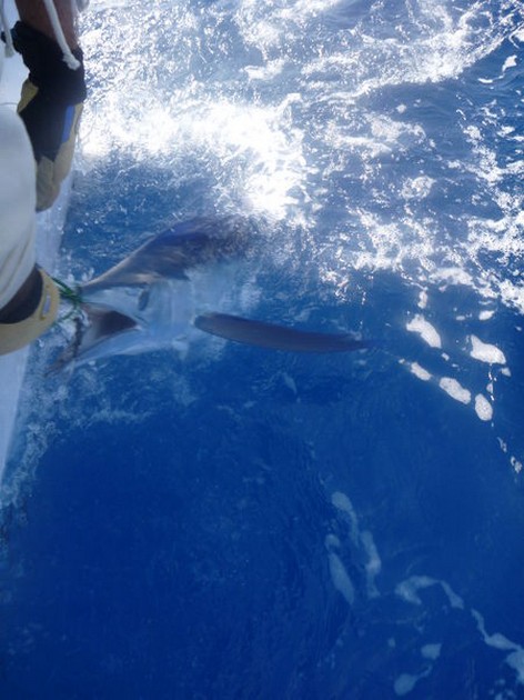 12 Blue Marlins, 9 White Marlins och 2 enorma tunfiskar - Cavalier & Blue Marlin Sport Fishing Gran Canaria