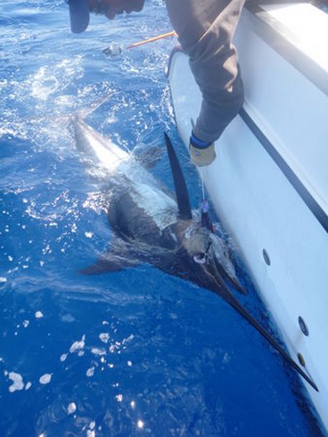 Semesterwebmaster - Cavalier & Blue Marlin Sport Fishing Gran Canaria