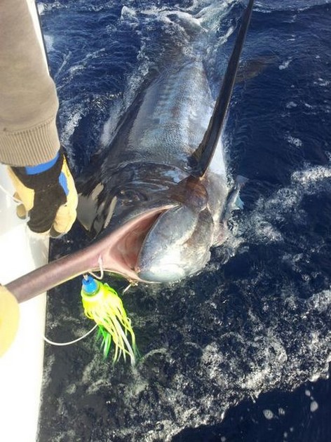 Cavalier släppte igen en 225 och en 200 kg blå marlin! - Cavalier & Blue Marlin Sport Fishing Gran Canaria