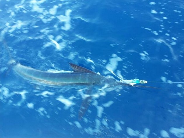 Cavalier släppte en White Marlin - Cavalier & Blue Marlin Sport Fishing Gran Canaria