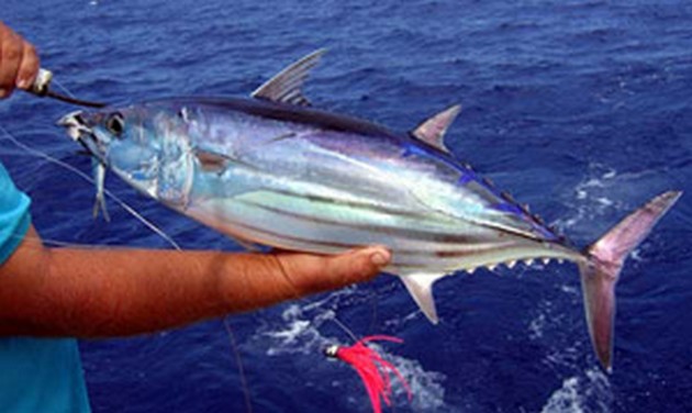 Skipjack Tunas - Cavalier & Blue Marlin Sport Fishing Gran Canaria