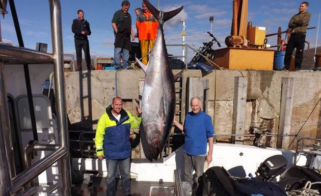 515 kg fluefin tonfisk fångad utanför Skottlands kust - Cavalier & Blue Marlin Sport Fishing Gran Canaria